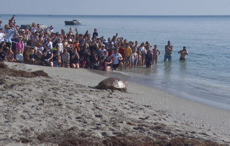 Massive sea turtle returns to the ocean off Florida after treatment for a boat strike